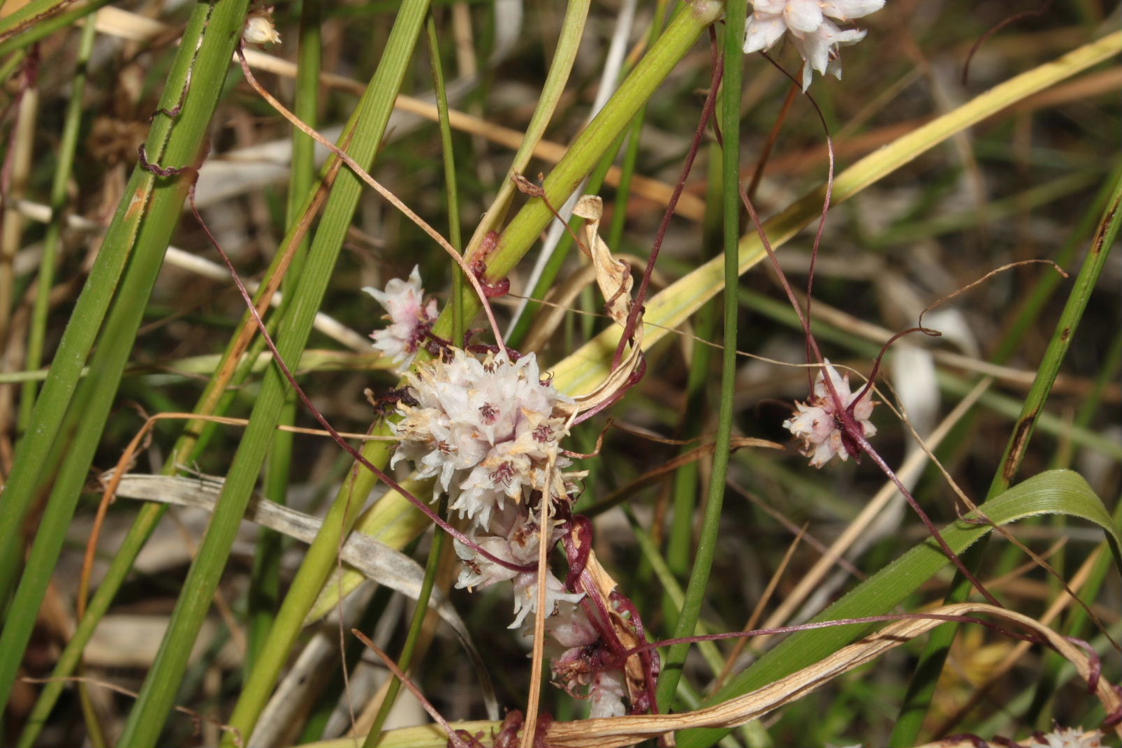 Cuscuta da determinare � 3
